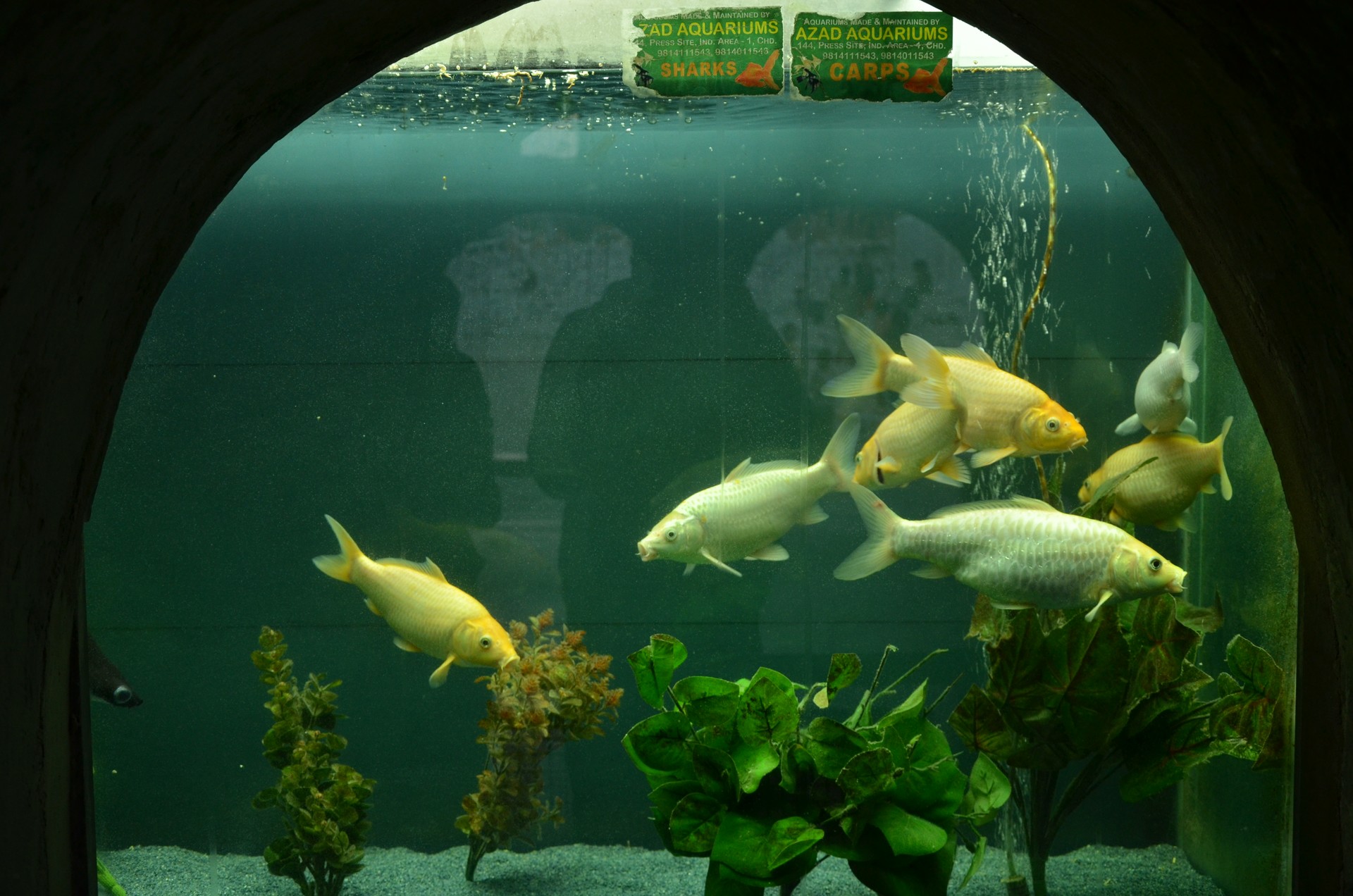 Aquarium Rock Garden cover